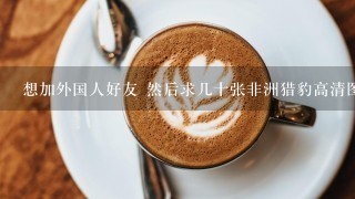 想加外国人好友 然后求几十张非洲猎豹高清图片 个人超爱猎豹