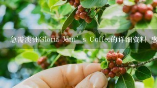 急需澳洲Gloria Jean’s Coffee的详细资料 感激不尽！