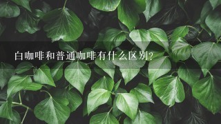 白咖啡和普通咖啡有什么区别？