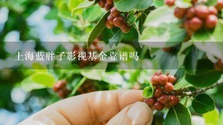 上海蓝胖子影视基金靠谱吗