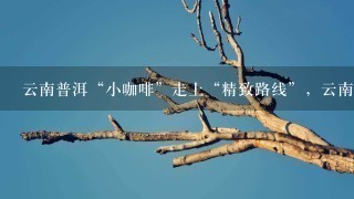 云南普洱“小咖啡”走上“精致路线”，云南咖啡该如