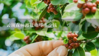 云顶森林海盐咖啡多少钱