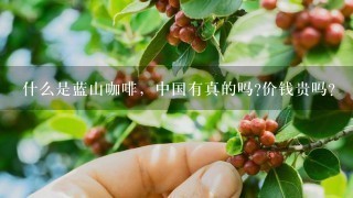 什么是蓝山咖啡，中国有真的吗?价钱贵吗？