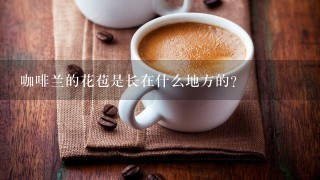 咖啡兰的花苞是长在什么地方的？