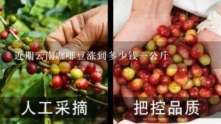 近期云南咖啡豆涨到多少钱一公斤