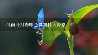 河南开封咖啡色贵宾什么价格