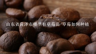 山东省菏泽市哪里有草莓苗 草莓如何种植