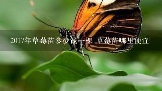 2017年草莓苗多少钱一棵 草莓苗哪里便宜