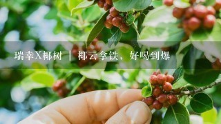 瑞幸X椰树 | 椰云拿铁，好喝到爆