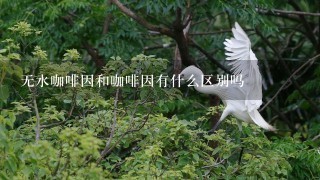 无水咖啡因和咖啡因有什么区别吗