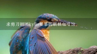 求剪刀剧团kylin暴暴的麒麟咖啡馆