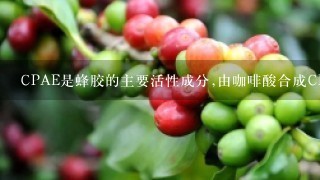 CPAE是蜂胶的主要活性成分,由咖啡酸合成CPAE路线如下: